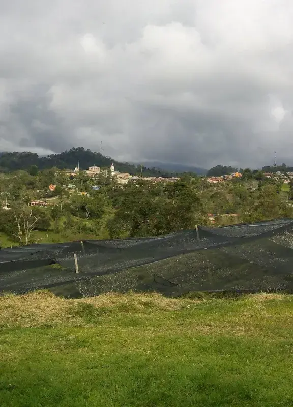 cultivo