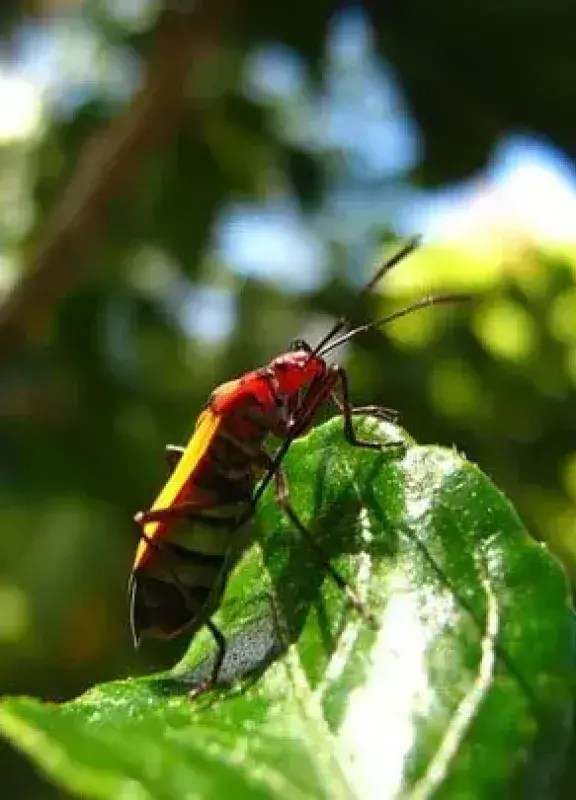 Insectos colombianos Insectos colombianos