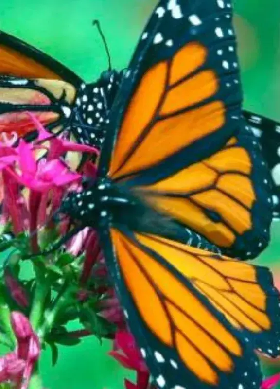 Mariposa en medio de la naturaleza Mariposa en medio de la naturaleza