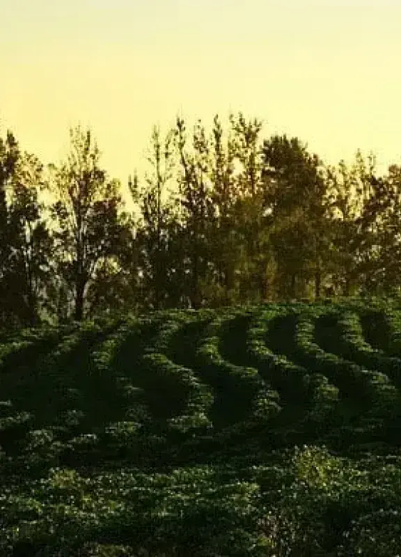 Colombian coffee landscape at sunset Colombian coffee landscape at sunset