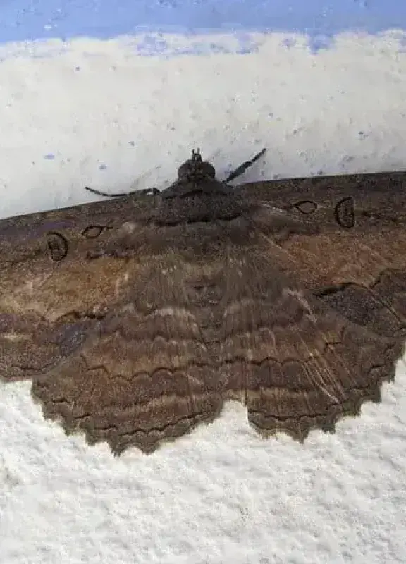 Polilla negra (Thysania agrippina) sobre una pared. Polilla negra (Thysania agrippina) sobre una pared.