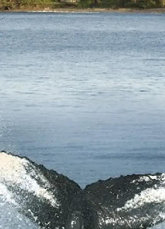 Pacific region Pacific region