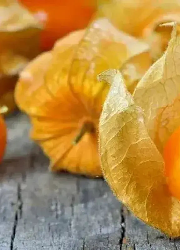 Orange ichuvas with dry leaves on gray wood. Orange ichuvas with dry leaves on gray wood.