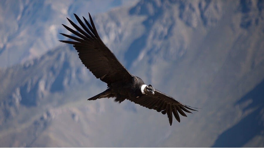 Condor de los Andes de Colombia