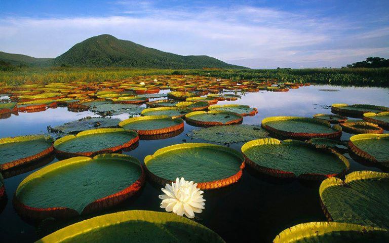 Reyna Victoria Amazonica, la planta acuatica mas grande del mundo