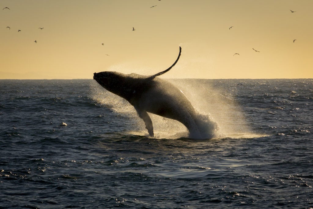 Avistamiento de ballenas jorobadas en Buenaventura