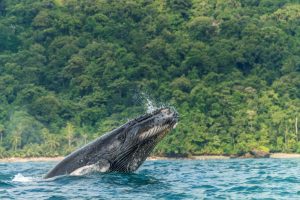 Avistamiento de ballenas en Parque Nacional Natural Gorgona en Colombia