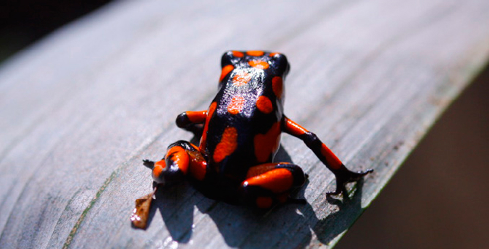 Fotografía de rana color negro con manchas rojas sobre una hoja, fauna colombiana, biodiversidad colombia