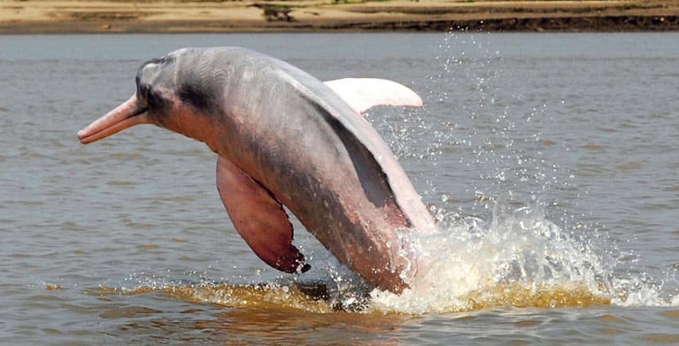 fotografia de delfín rosado saliendo del mar , animales sorprendentes, biodiversidad colombiana