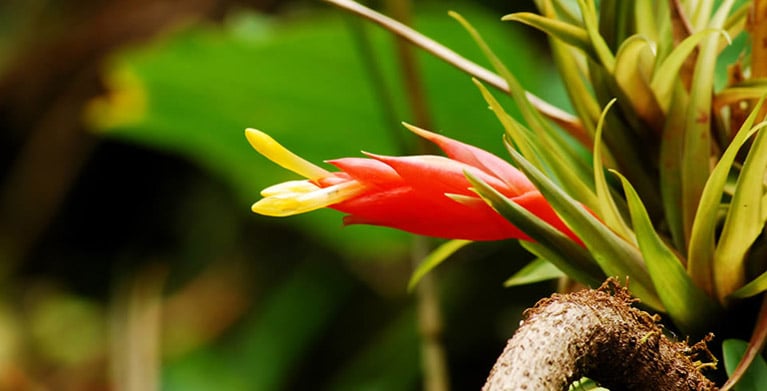 orquidea colombiana, parue natural, ecoturismo