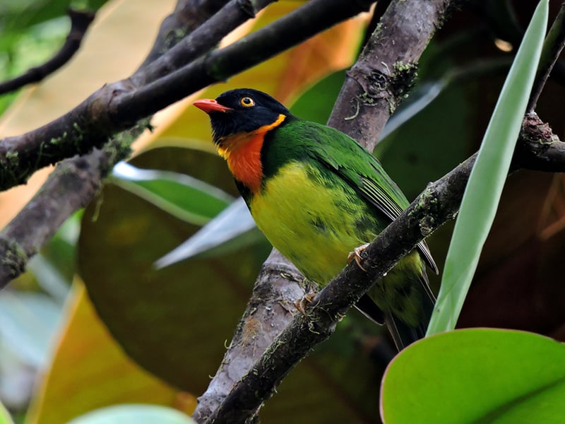 Aves, Colombia, Geografìa
