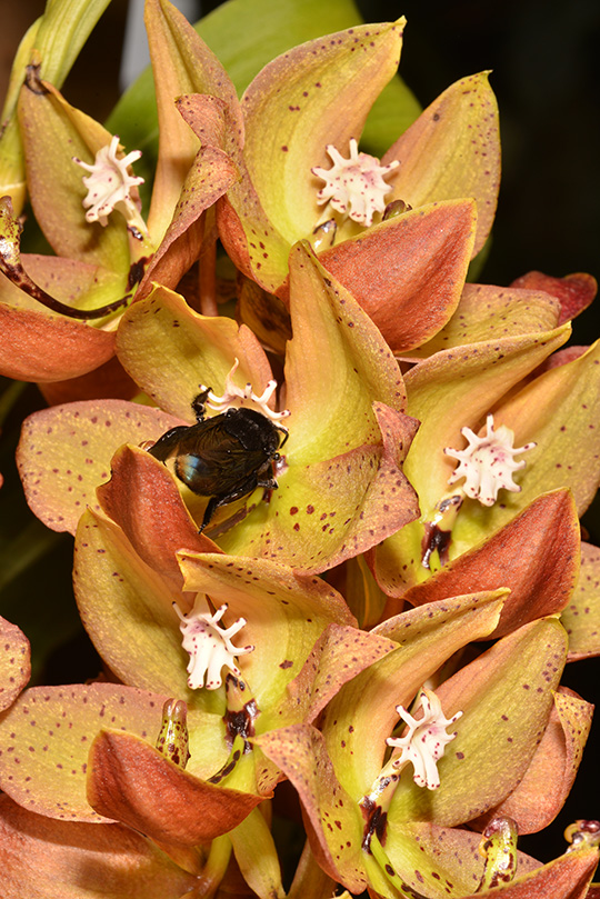 Orquídeas en Colombia