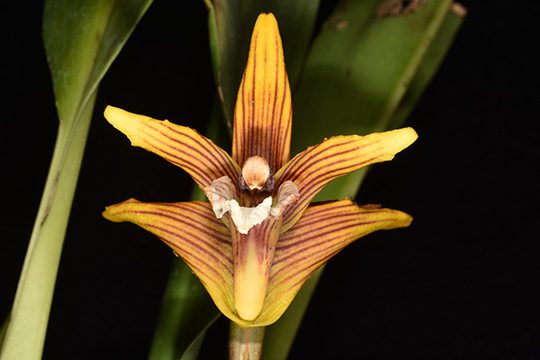 Resultado de imagen de imágenes de orquídeas colombianas"