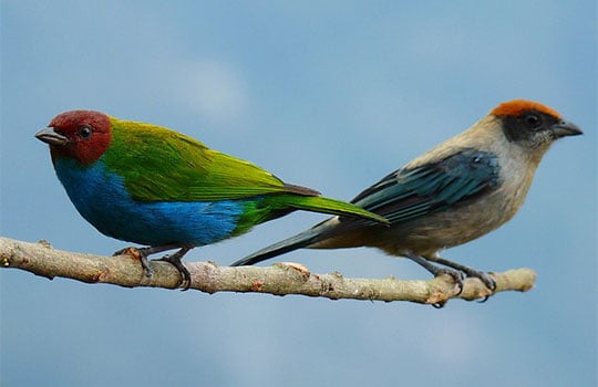 colombian birds, colombian reserves
