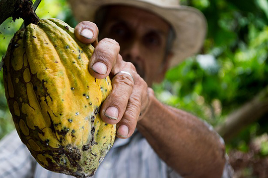 fotografía de campesino agarrando un cacao color amarillo, cacao de Colombia , arbol de cacao, Materias Primas Colombianas