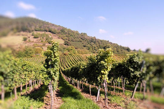 vista de un viñedo en Villa De Leyva, Santa Sofía, Boyacá. Vino en Colombia, viñedos famosos, cata de vinos 