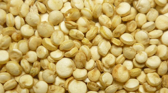 quinua, quinoa, grano, exportación, súperalimento, productos-colombianos