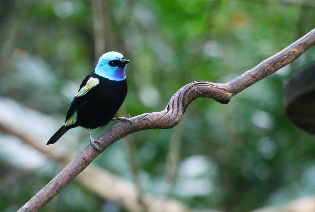 Aviario, Aves de Colombia, Avistamiento de aves, Cartagena