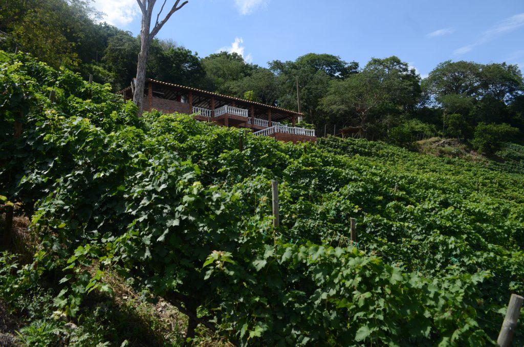 Vista de Viña Sicilia en Antioquia, vino en Colombia, cata de vinos