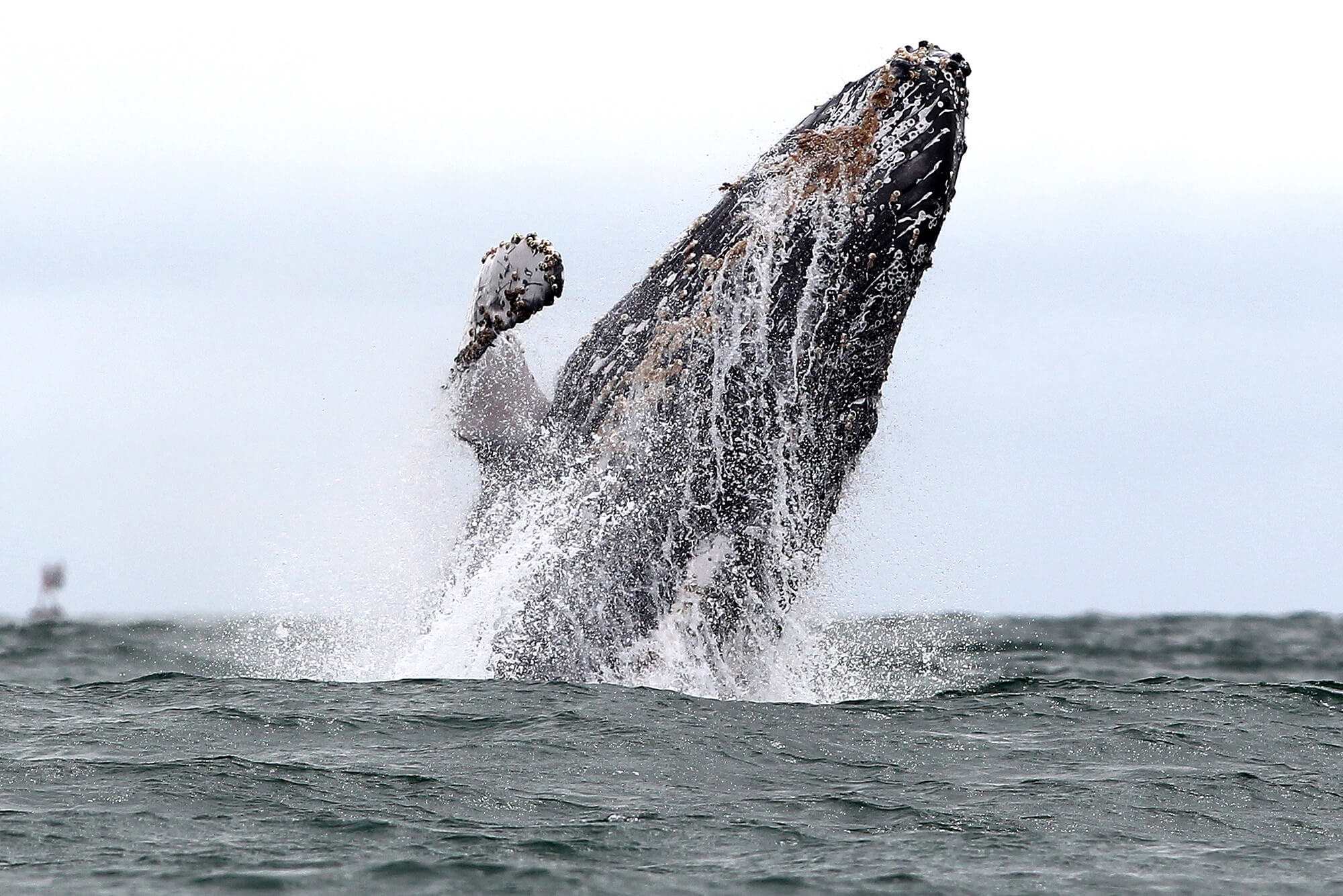 avistamiento de ballenas, Colombia, ballenas en Colombia, ecología, naturaleza, ballenatos, sabrosura