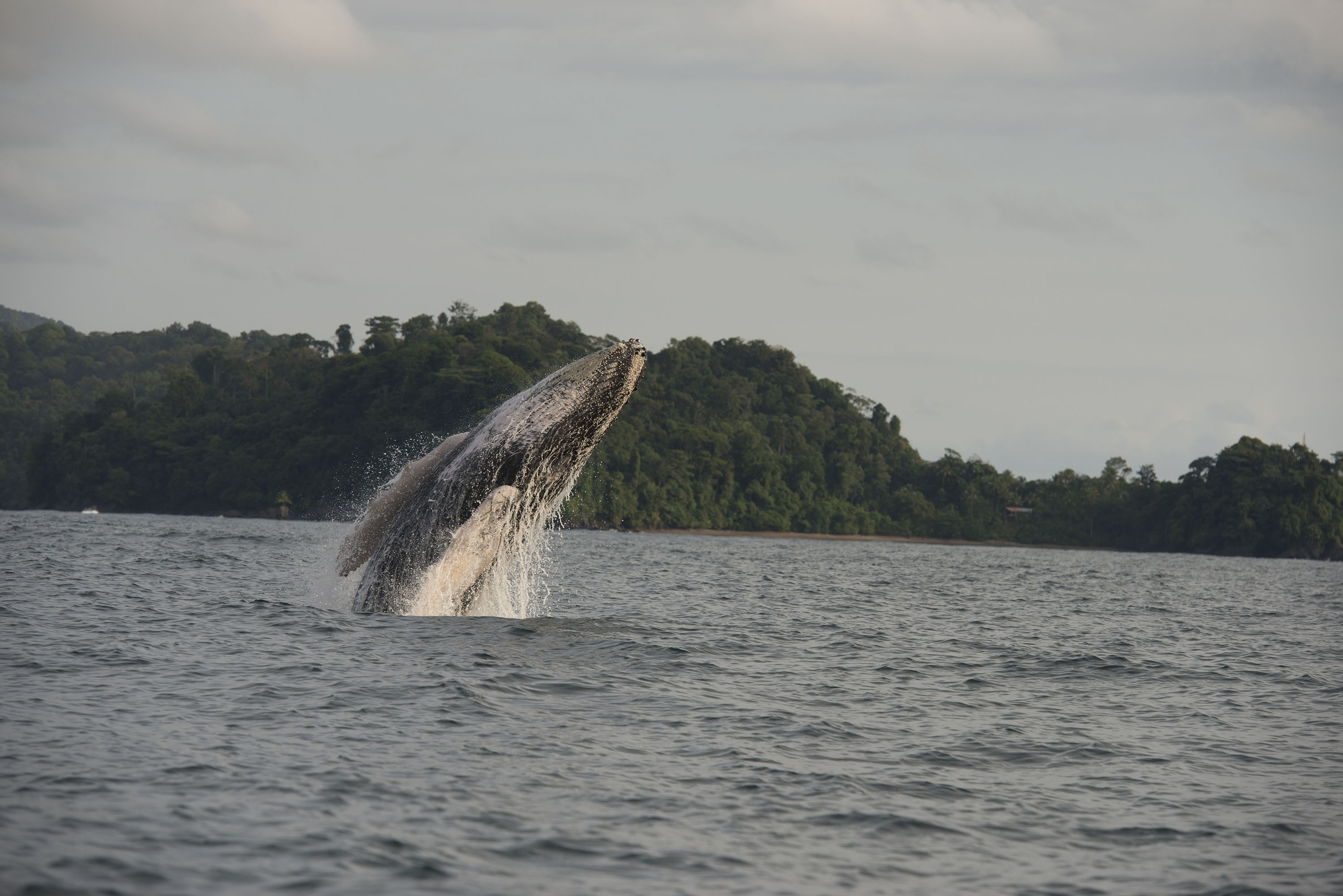 Ballenas, avistamiento de ballenas, atlántico colombiano