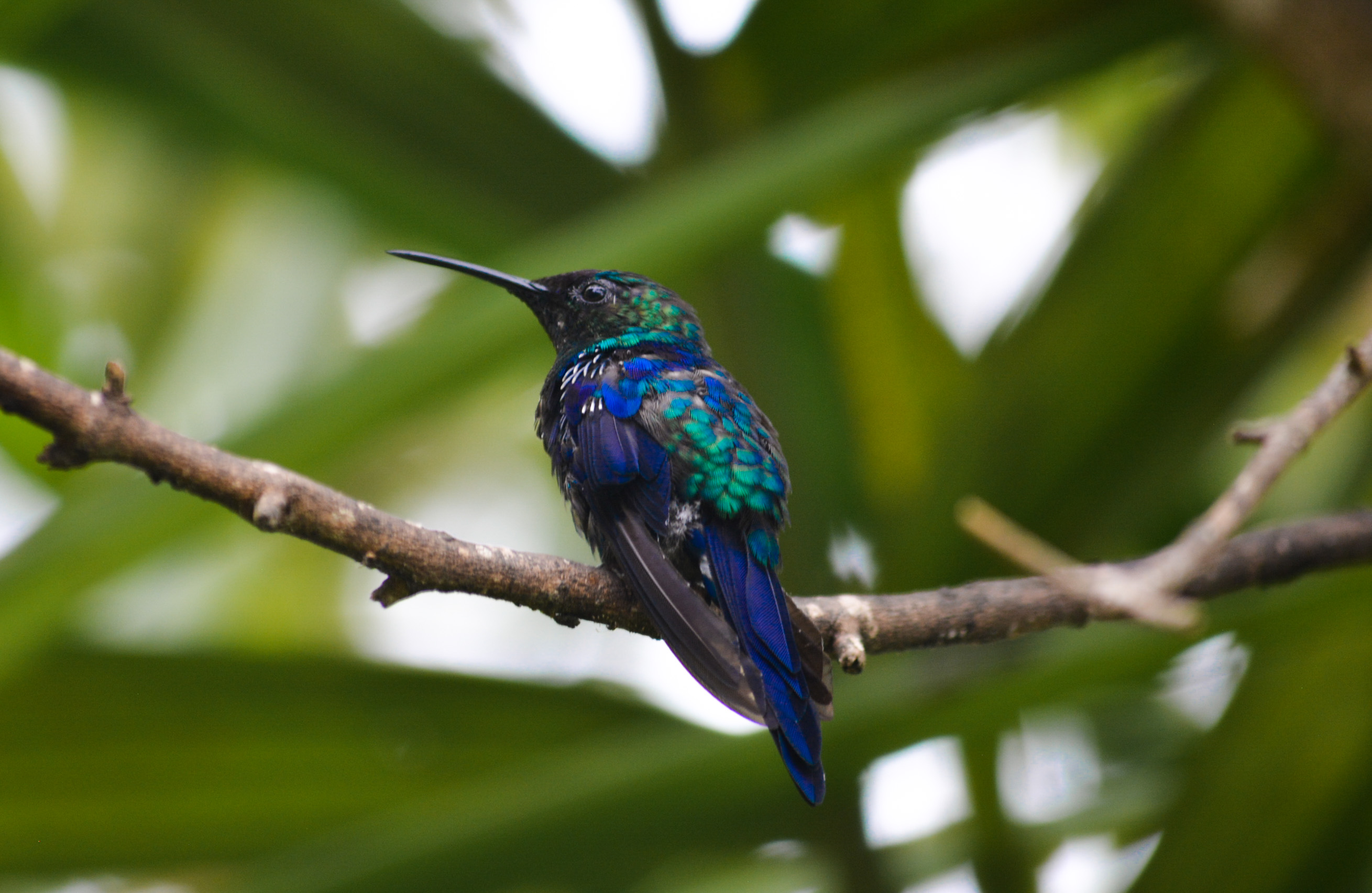 aves colombianas, avistamiento de aves en colombia