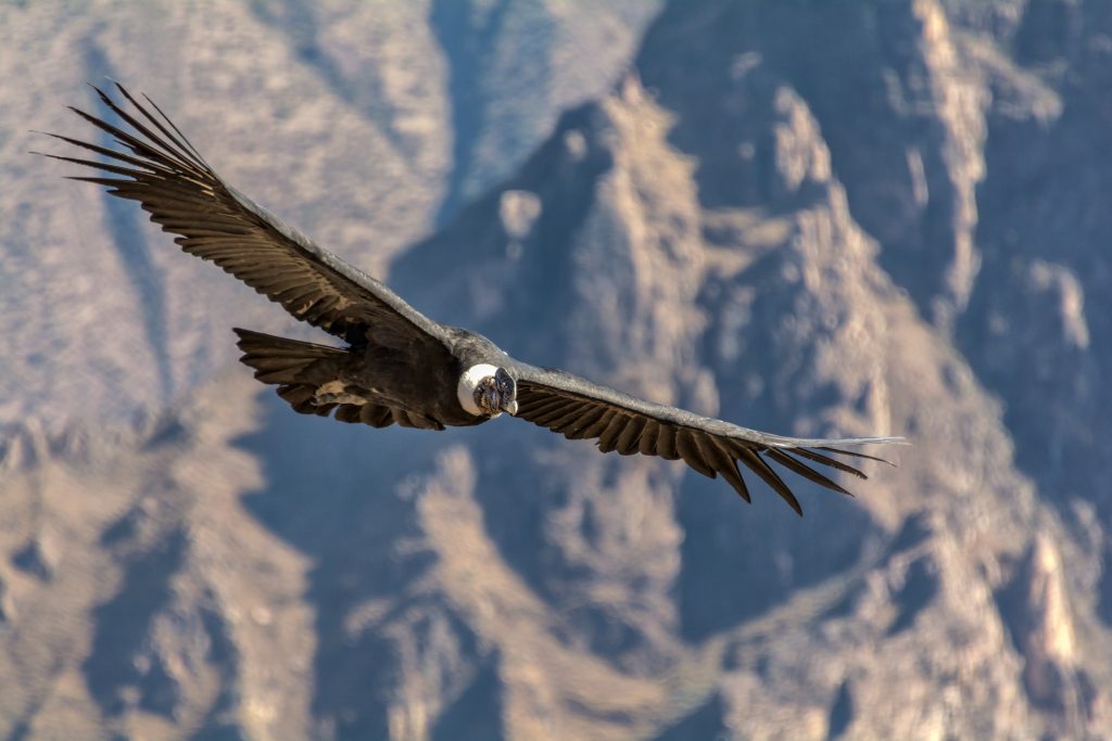 Fotografía de un Cóndor andino volando sobre montañas, Fauna Colombiana, biodiversidad Colombia 