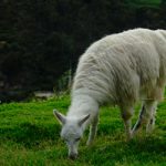 Pasto Nariño, llama, paisaje, biodiversidad, Colombia