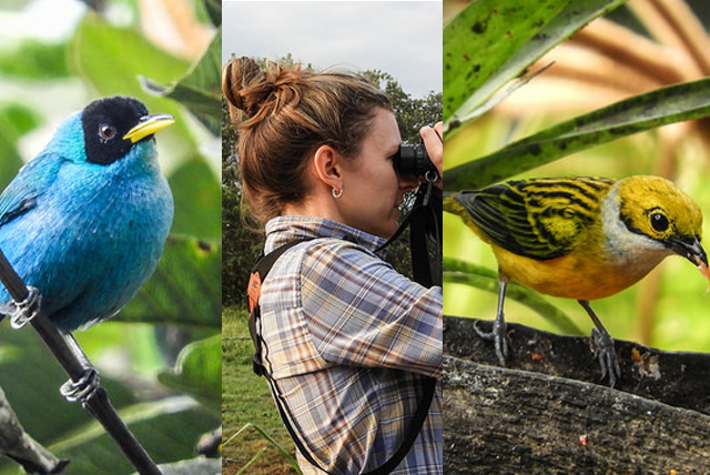 collage de tres imagenes en donde se ven dos ruiseñores y en la mitad una mujer de perfil con vinoculares, biodiversidad colombiana