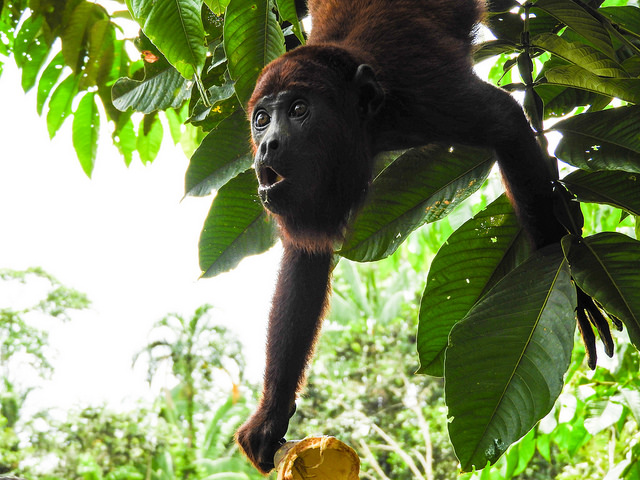 mono aullador colgado de árbol mientras sostiene hojas en sus manos, selva amazónica, biodiversidad colombiana