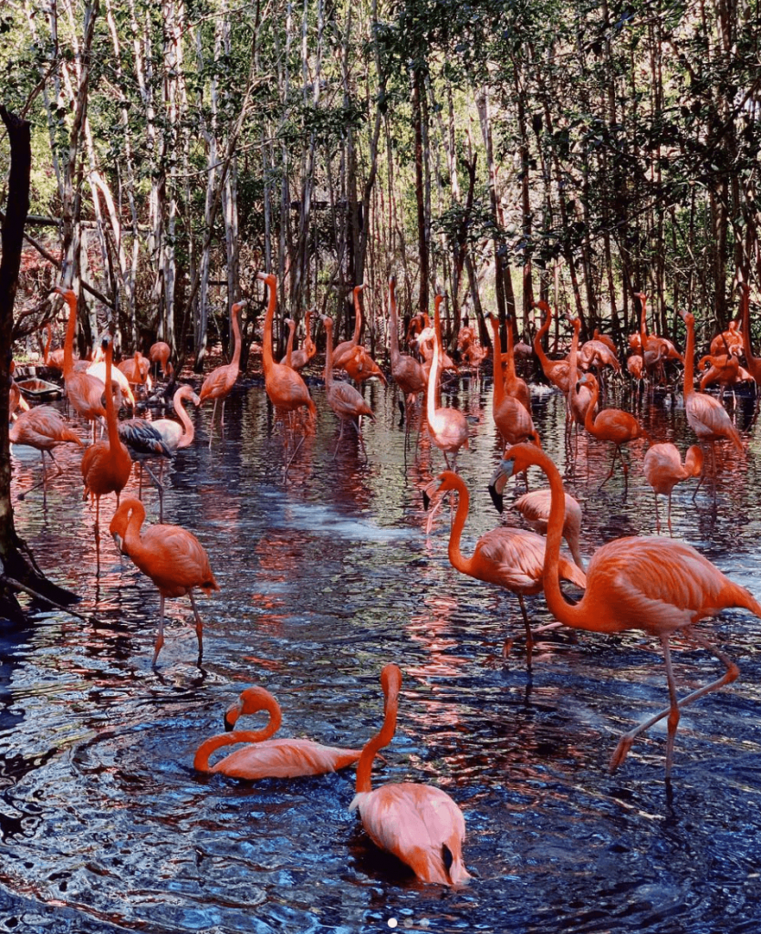 fotografía de varios Flamingos en un lago rodeado de arboles en las Islas del Rosario, Islas del Rosario, moda Colombia
