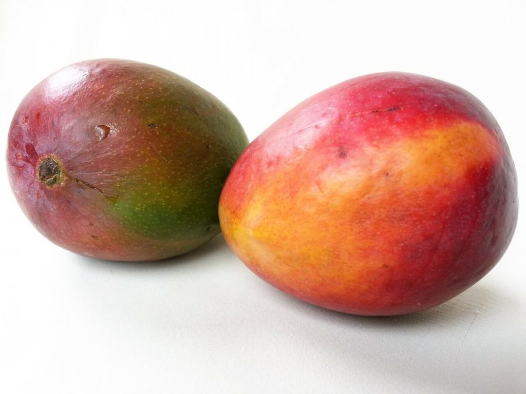 dos mangos maduros sobre fondo blanco, mango, frutas tropicales, frutas colombianas, nutrición y belleza, frutas dulces