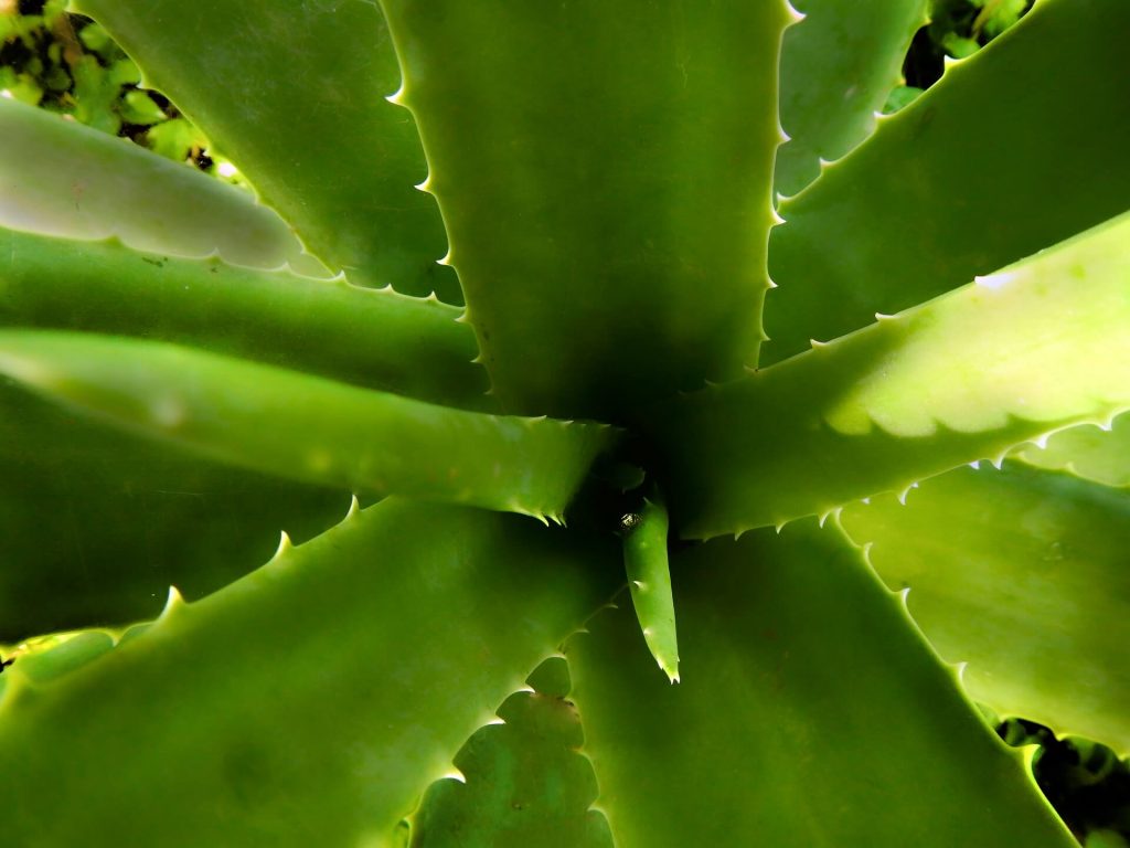 Aloe Vera en primer tomada en plano cenital y detallada, medicina natural, remedios caseros, savila, productos naturales