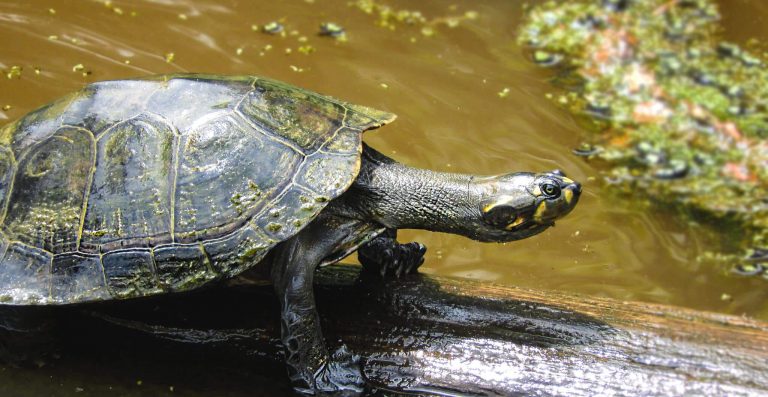 Tortugas, animales colombianos, animales en vía de extinción