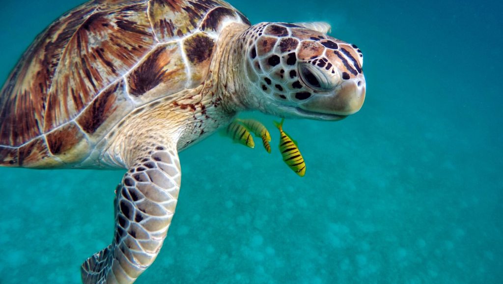 Tortugas marinas, biodiversidad, animales colombianos