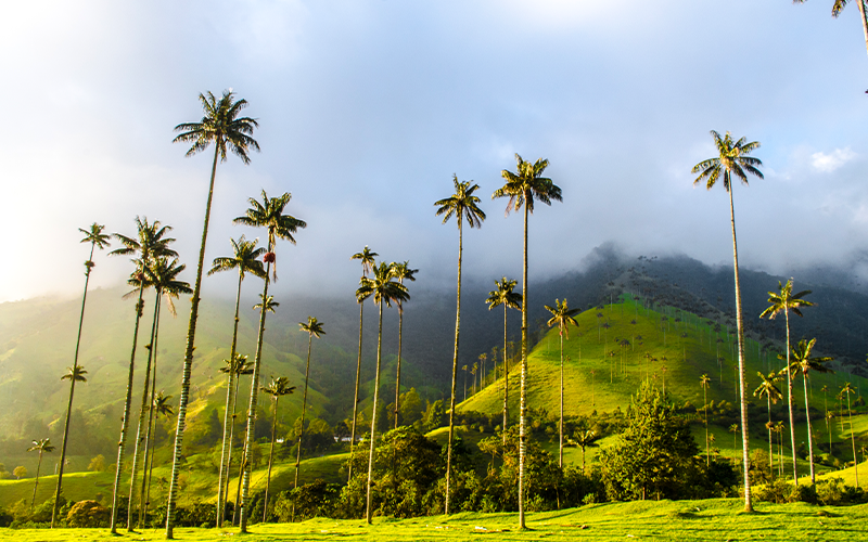 Se reactivan los viajes a Colombia. Ven y conoce destinos como el Valle del Cocora | Marca País Colombia