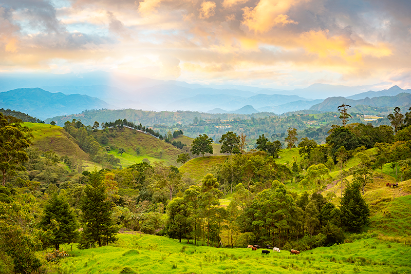 Hierbas aromáticas crecen en el campo colombiano – Paisaje del campo colombiano | Marca País Colombia