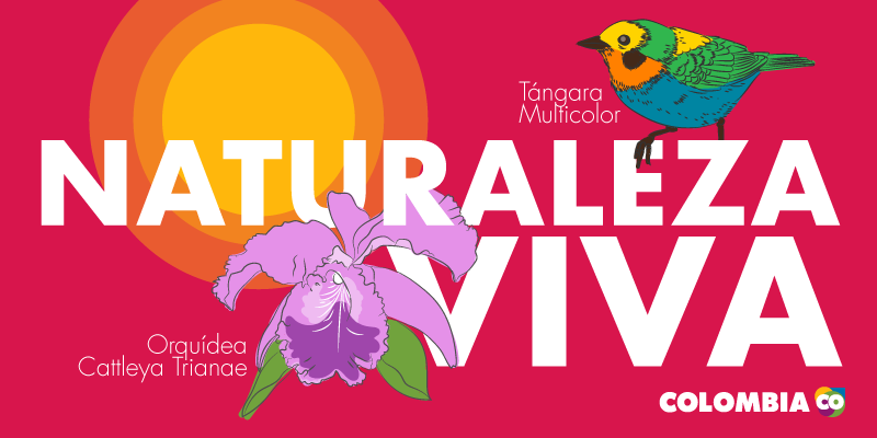 La biodiversidad representa la identidad colombiana - Ilustración paisaje, aves y flores colombianas | Marca País Colombia