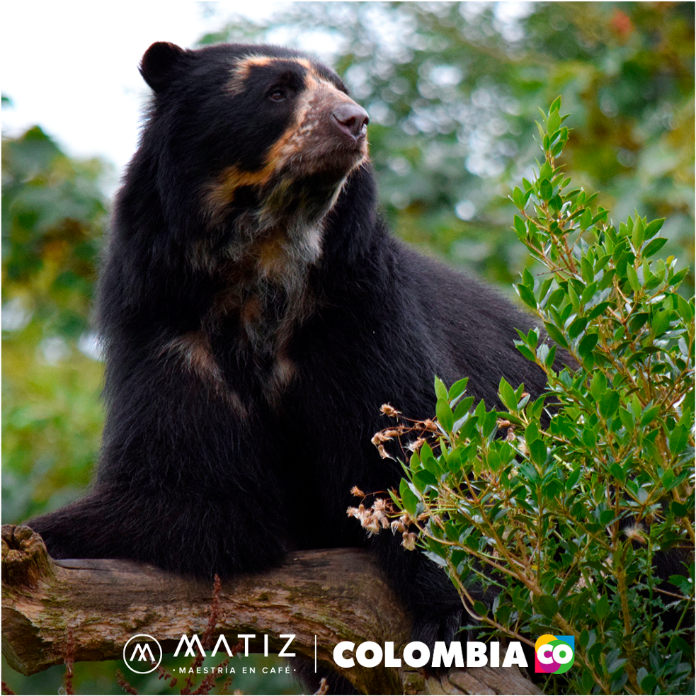 El oso de anteojos es el protagonista de la nueva acción entre Marca País Colombia y Café Matiz | Marca País Colombia