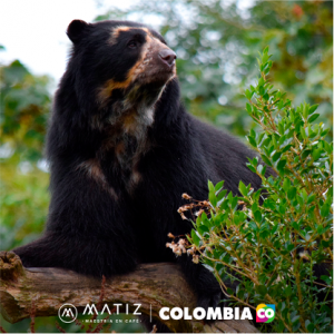 El oso de anteojos es el protagonista de la nueva acción entre Marca País Colombia y Café Matiz | Marca País Colombia