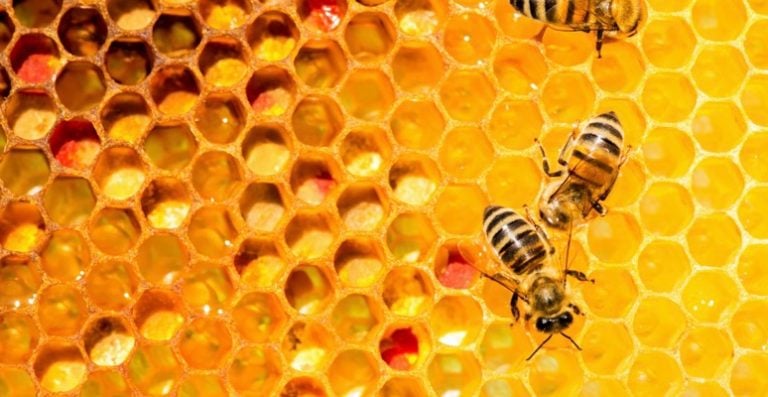 Conoce más sobre las abejas en Colombia - Una muestra de las abejas en Colombia | Marca País Colombia