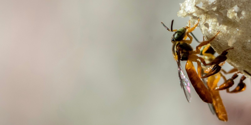 Las abejas angelita - Las abejas angelita sin aguijón | Marca País Colombia
