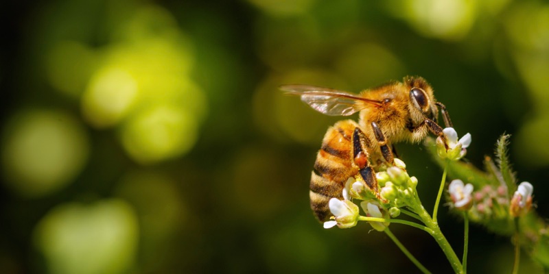 Las abejas y la importancia de la polinización - Las abejas extrayendo el néctar de una flor | Marca País Colombia