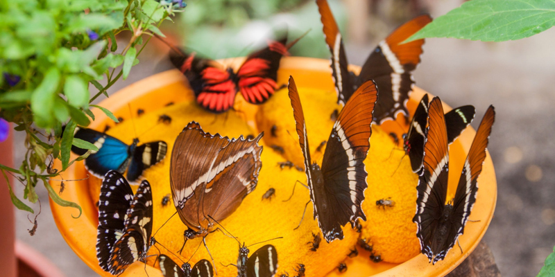 Diferentes mariposas de colores se alimentan | Marca País Colombia