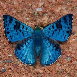 Especie de mariposa azul en Colombia | Marca País Colombia