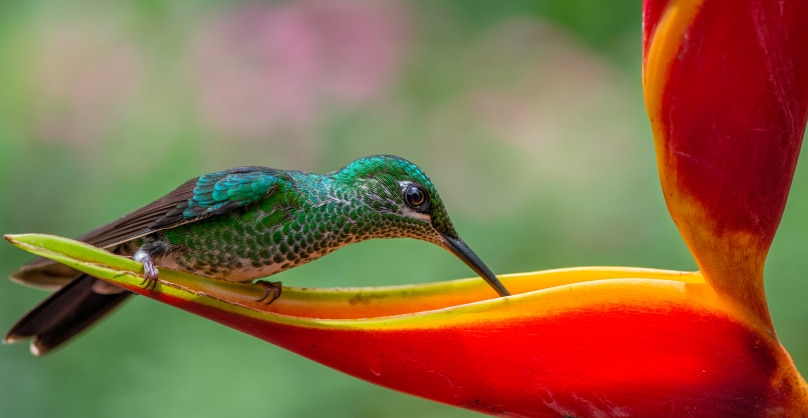 Green hummingbird drinks nectar from a heliconia in the Colombian massi