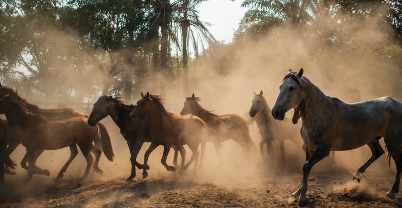 Traditional horses of the Amazon-Orinoco plains