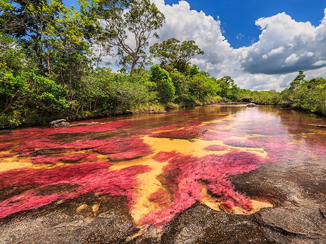 Río de los 7 Colores o Río Caño Cristales en La Macarena, Meta, Colombia.