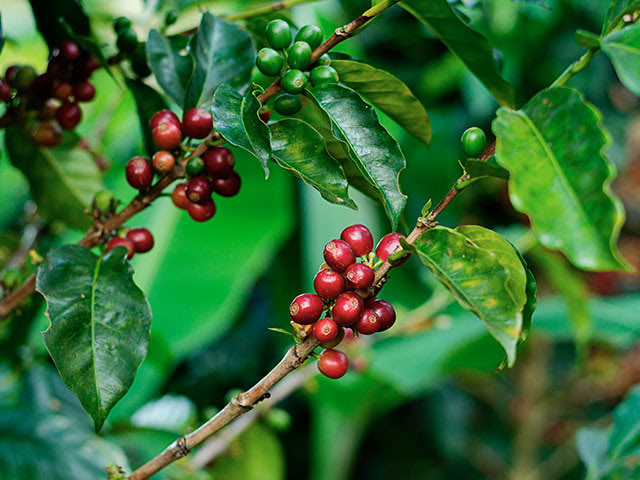 Planta de café con granos maduros en Santander, Colombia.