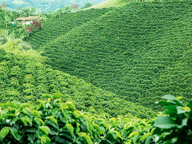 Plantación de café en Cauca, Colombia.